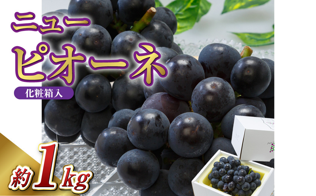 
            【先行予約】岡山県産 ニューピオーネ 2房（1房480g以上）約1kg 【2026年8月下旬～10月上旬まで順次発送予定】化粧箱入り【 ニューピオーネ 人気フルーツ 岡山フルーツ おすすめフルーツ 岡山県 倉敷市】
          