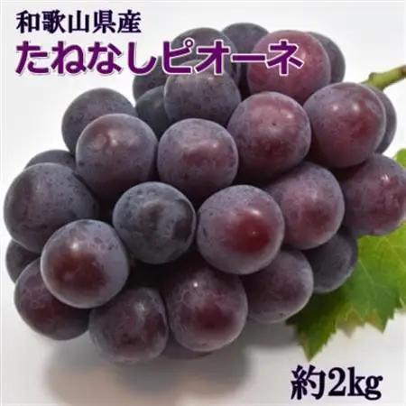 【新鮮・産直】和歌山かつらぎ町産のたねなしピオーネ約2kg(日高町)【2026年度発送分】【配送不可地域：離島・北海道・沖縄県】【1218077】