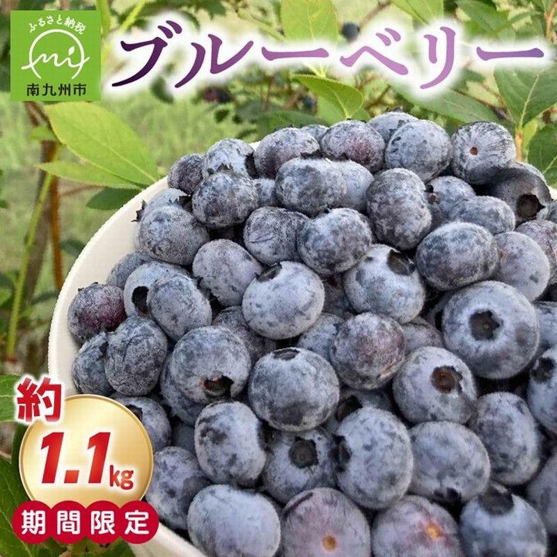 【ふるさと納税】期間限定！とれたて新鮮ブルーベリー約1.1kg ブルーベリー 果物 食べごろ 新鮮 フルーツ 期間限定 鹿児島県産 南九州市 送料無料