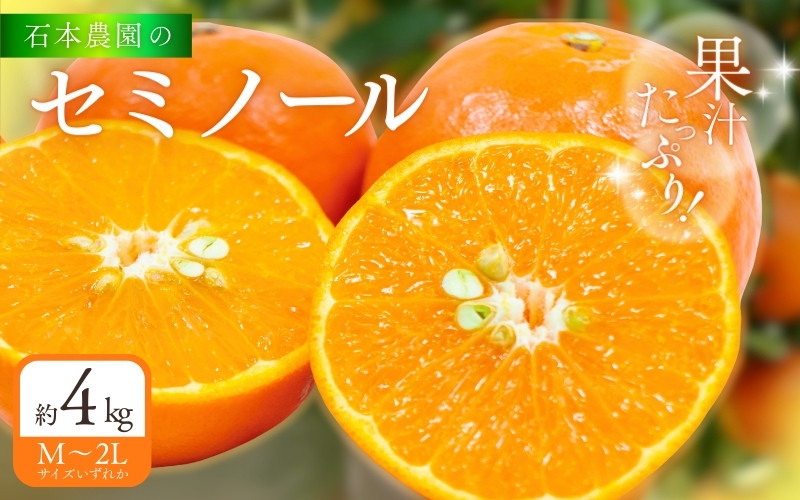 
                  【先行予約】石本農園 の セミノール Ｍ～2Lいずれか 約4kg【2027年3月下旬から4月上旬までに順次発送】/ 柑橘 セミノール 紀宝町
                