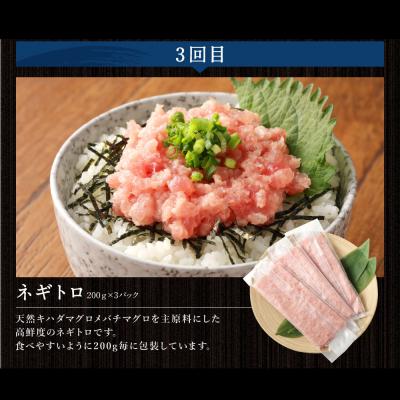 ふるさと納税 室戸市 <3ヶ月連続>カツオとマグロ堪能定期便B |  | 03