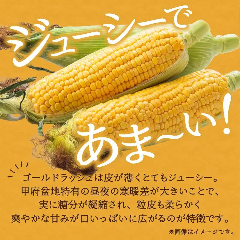 〈2026年度配送分〉とうもろこし「ゴールドラッシュ」 6本（2026年6月上旬～下旬にかけて順次配送予定）