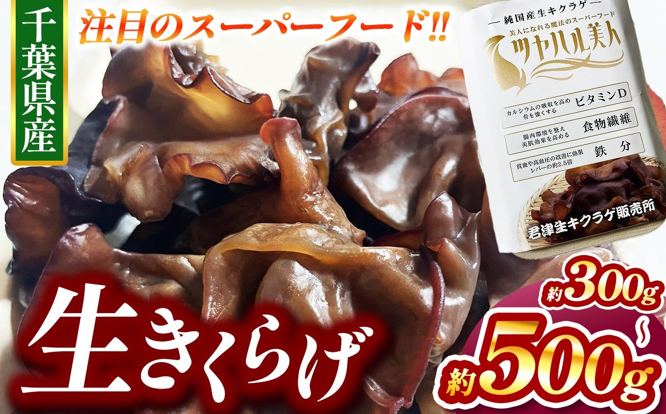 
                  生キクラゲ 約300g or 約500g 選べる容量 | 君津生キクラゲ販売所 農薬（化学肥料）：栽培期間中不使用 野菜 きのこ キノコ きくらげ キクラゲ 肉厚  ス―パーフード パワーフード 栄養満点 食感がたまらない 野菜炒め 中華料理 千葉 君津 きみつ
                