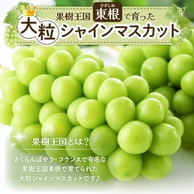 ふるさと納税 東根市 【2026年 先行受付】ぶどう「シャインマスカット」2房 (約1.3kg〜1.4kg) 山形県 東根 |  | 01