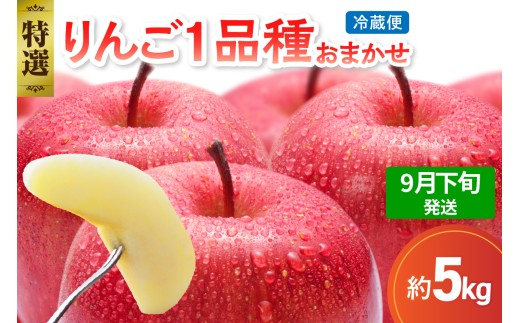 【2026年9月下旬発送】 【特選】 旬の美味しい りんご 約5kg 青森産 【おまかせ1品種】