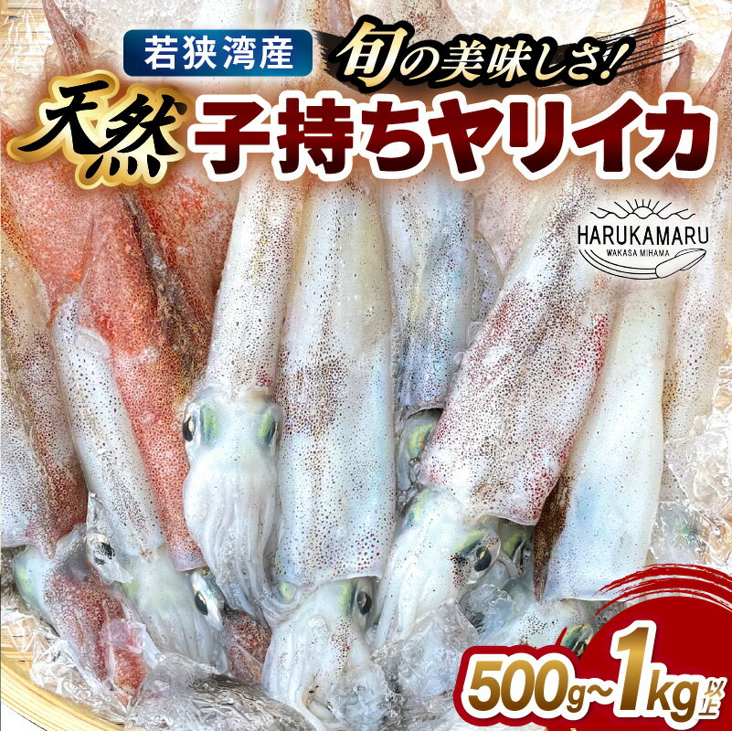 【ふるさと納税】旬の美味しさ 天然 子持ちヤリイカ 【選べる内容量：500g以上 / 1kg以上】【 やりいかイカ いか いかめし いかそうめん いか焼き 姿焼き 卵 げそ 刺身 冷凍 煮付け 海鮮 鮮魚 おつまみ 】