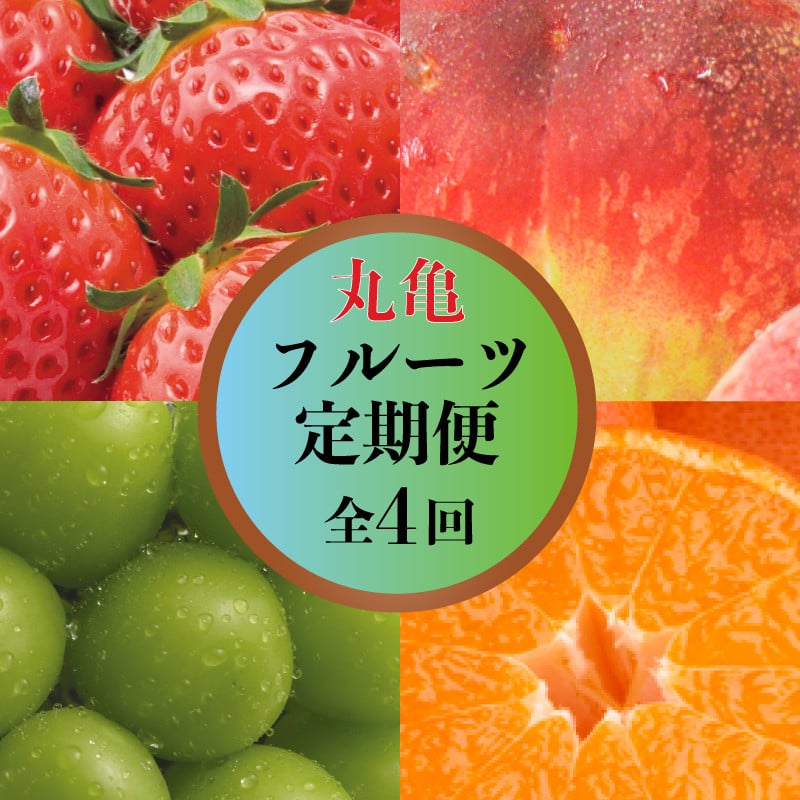
                  【甘くてジューシー！】 丸亀の人気フルーツ定期便 全4回 いちご 桃 シャインマスカット みかん さぬきひめ 金時紅みかん 香川県 丸亀市
                