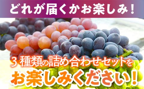 【2025年6月下旬～順次発送】中村オリジナルぶどう園のオリジナル品種含む おまかせ 3種ぶどう 詰め合わせ！※発送前のご連絡についてご注意ください 約 1.4kg 葡萄 ブドウ グレープ フルーツ 