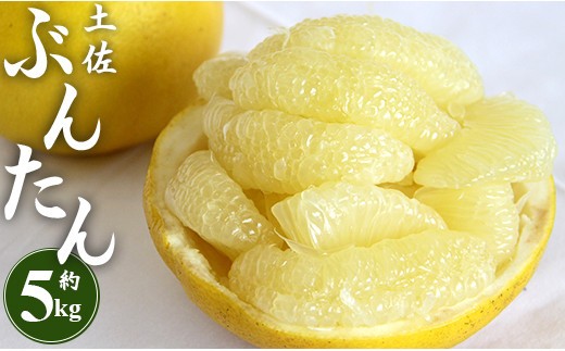 
                  文旦 5kg 高知 土佐文旦 5kg (2L～4Lサイズ) 先行予約 【2026年２月～3月末発送】 期間限定 間城農園 - 高知産 土佐文旦 柑橘 フルーツ 文旦 ぶんたん ブンタン 果物 ms-0091
                