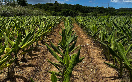 健康食品 ウコン sp 2袋(1粒330mg×200粒) ウコン