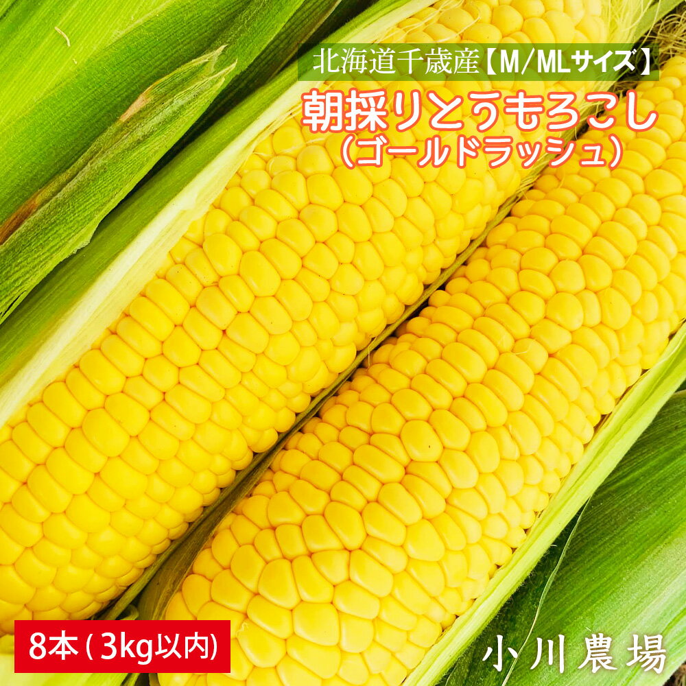 【ふるさと納税】2026年発送予約☆北海道千歳産【M/MLサイズ】朝採りとうもろこし（ゴールドラッシュ）8本 3kg以内【小川農場】 野菜 とうもろこし ゴールドラッシュ トウモロコシ【北海道千歳市】ギフト ふるさと納税