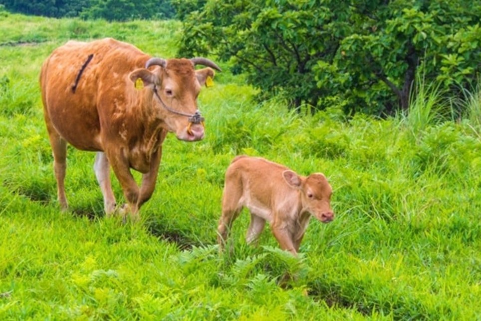 【12ヶ月定期便】ＧＩ認証取得 くまもとあか牛（焼肉用500g） 定期便 12ヶ月 熊本県産 あか牛 焼肉用 500g 12回 1年 くまもとあか牛 GI認証取得 和牛 国産牛 肉 牛 焼肉 赤身 バ