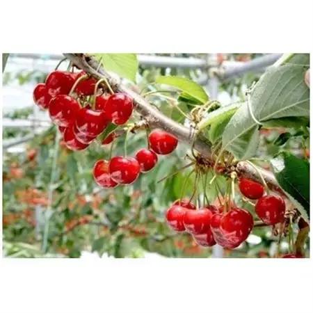 【2026年発送】フルーツ王国信州中野産　さくらんぼ　紅秀峰　約1.5kg(約100g×15パック)【配送不可地域：離島】【1577325】