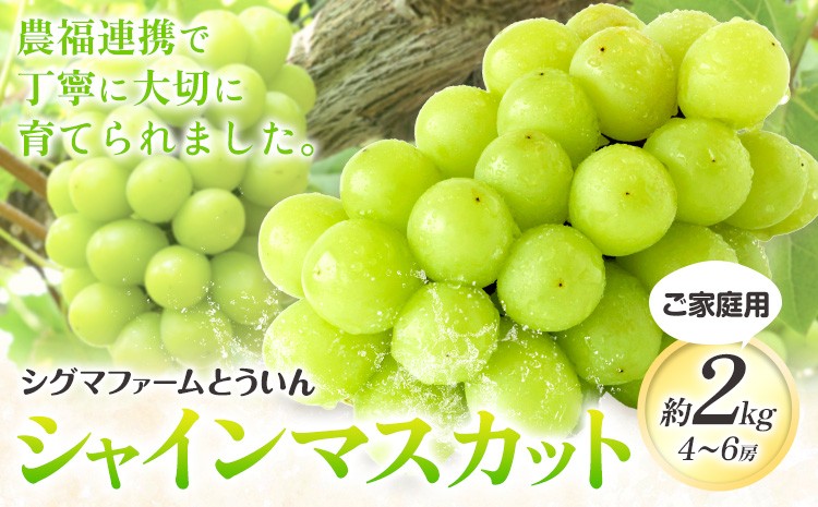 
                  シャインマスカット【先行予約】【寄附額見直しました！】ご家庭用 シャインマスカット 約2kg 4~6房 株式会社シグマサポート《2026年9月上旬-10月下旬頃出荷》三重県 東員町 マスカット ぶどう シャイン 農福連携 フルーツ 果物 冷蔵 冷蔵便
                