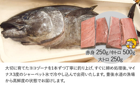 豊後まぐろ ヨコヅーナ 贅沢セット 赤身250g 中トロ500g 大トロ250g入りの豪華セット 大分県産 九州産 津久見市 国産【tsu0003017】