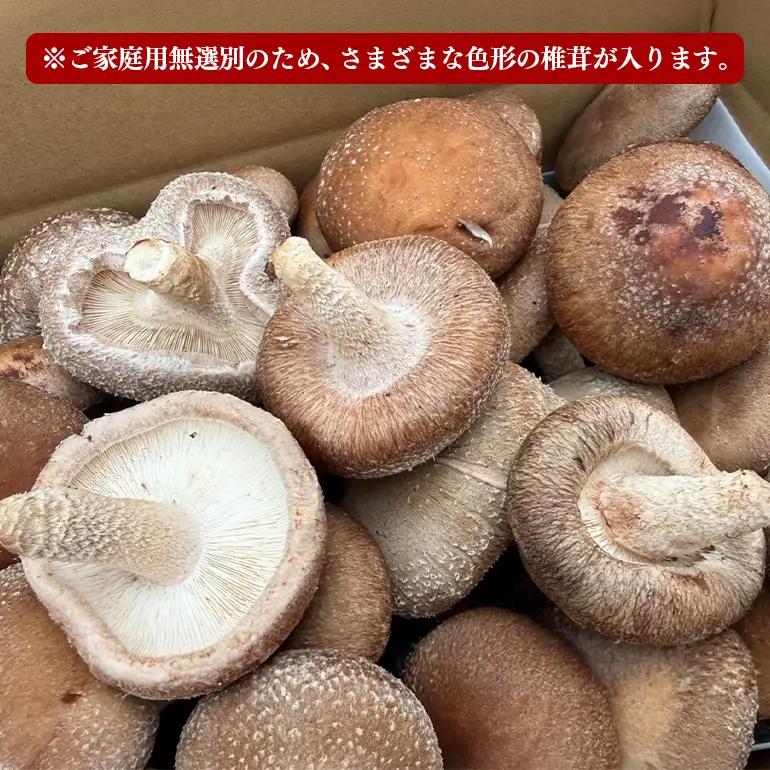 【先行予約/2026年10月末以降発送】福王しいたけ ご家庭用中サイズ1.5kg IA-019