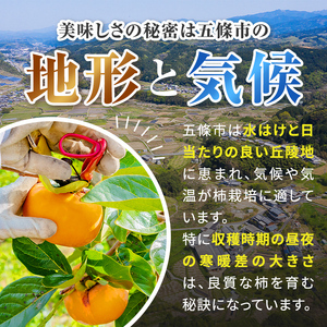 たねなし柿 約6.0kg ※着日時はご指定いただけません 10月中旬から11月中旬順次発送  | フルーツ 果物 くだもの 柿 かき カキ 奈良県 五條市