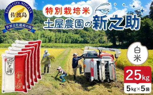 佐渡島産 新之助 白米25kg（5kg×5袋）令和7年産 特別栽培米 単一原料米 土屋農園 | 新潟県産新之助 新潟産新之助 佐渡産新之助 しんのすけ 新之助 お米 米 白米 精米 ブランド米 おこめ コメ 25キロ 大容量 大粒 にいがた さど 新潟県 佐渡市
