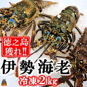 【ふるさと納税】新鮮なまますぐ冷凍!!徳之島産冷凍伊勢海老2kg（3尾～5尾） （ 伊勢えび イセエビ 伊勢えび 伊勢エビ えび エビ 海老 鍋 ご馳走 海の幸 料理 焼き 人気 海産物 家族 正月 お祝い ）