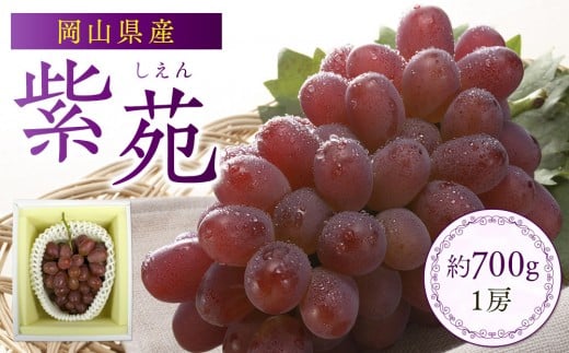 岡山県産 冬ぶどう「紫苑」 1房 約700g 2025年発送【紫苑 葡萄 ぶどう 果物 くだもの フルーツ 岡山県産 贈答用 ギフト 1房 700g おすすめ 人気 新鮮】