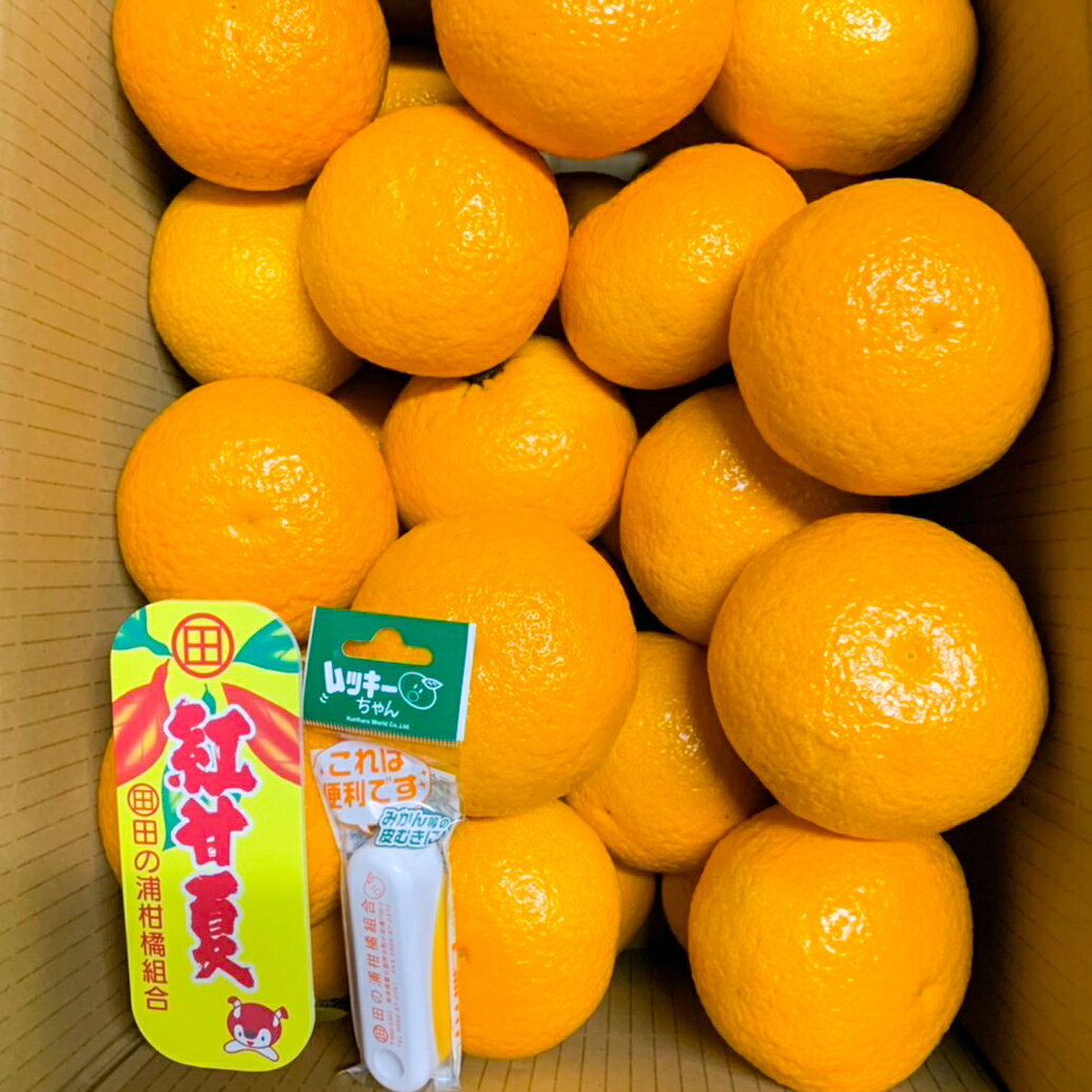 【ふるさと納税】紅甘夏　優L　12玉　令和8年1月以降に発送します