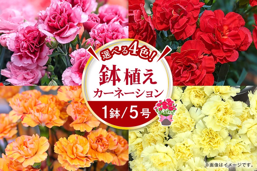 
                  カーネーション 母の日への贈り物 プレゼント ギフト カーネーション 花 アレンジ 鉢植え 5号 鉢 国産 花鉢 鉢花 フラワーアレンジメント 母の日ギフト フラワーギフト お祝い 母の日
                