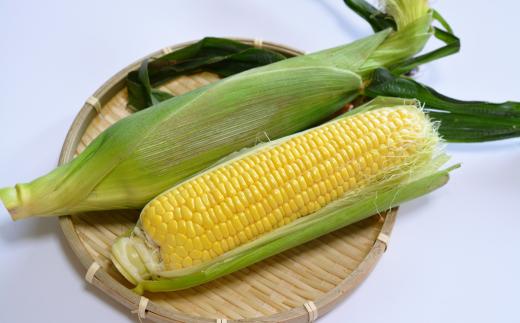 ＜2026年8月初旬よりお届け＞約5kg！北海道壮瞥産とうもろこし（恵味）【Ｌ〜2Lサイズ 11〜13本】 SBTP002