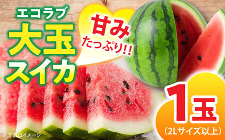 エコラブスイカ（2Lサイズ以上）1玉  [AGBN009]すいかすいかすいかすいかすいかすいか