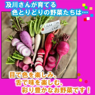 ふるさと納税 山田町 【数量限定】三陸山田産 カラフル 野菜 詰め合わせ 令和8年5月中旬以降発送 60サイズ |  | 03