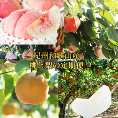 【発送月固定定期便】紀州和歌山産旬のフルーツセット(8月:桃約1.8kg・9月:梨約2kg)全2回【配送不可地域：離島・北海道・沖縄県】