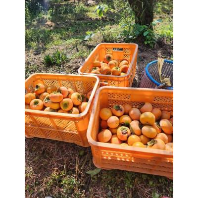 ふるさと納税 日高川町 【訳あり】和歌山県産　富有柿(サイズ混合)　甘くて濃厚　約7.5kg |  | 01