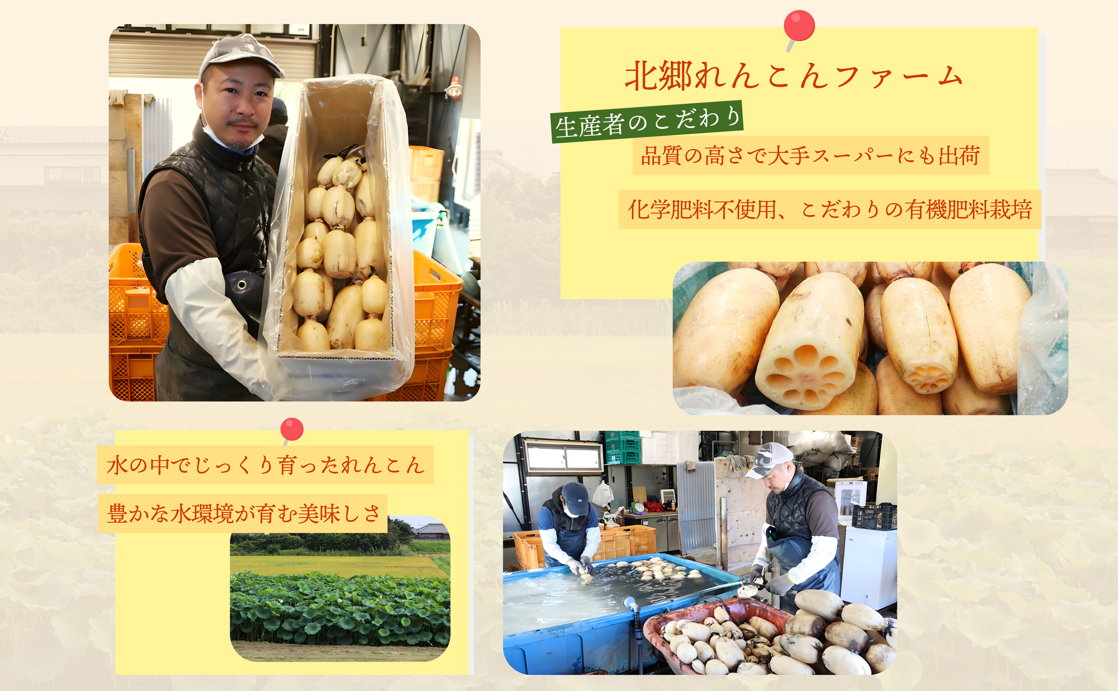 【テレビでも話題】千葉県神崎町産れんこん 2kg有機肥料栽培の甘みとシャキシャキ食感（真空パック・冷蔵配送）（※4月～8月は出荷不可）[022-a001]【千葉県 神崎町 ふるさと納税】