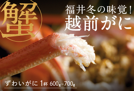 【産地直送】先行予約！　福井冬の味覚！越前がに 1杯 600～700g　2024年11月15日以降発送 　