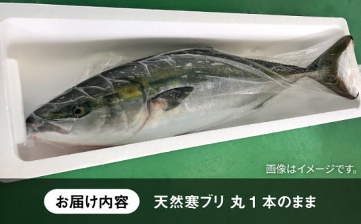 【年内発送】【お正月用】壱岐島産天然寒ブリ（8ｷﾛ台・丸もの） [JBS017]