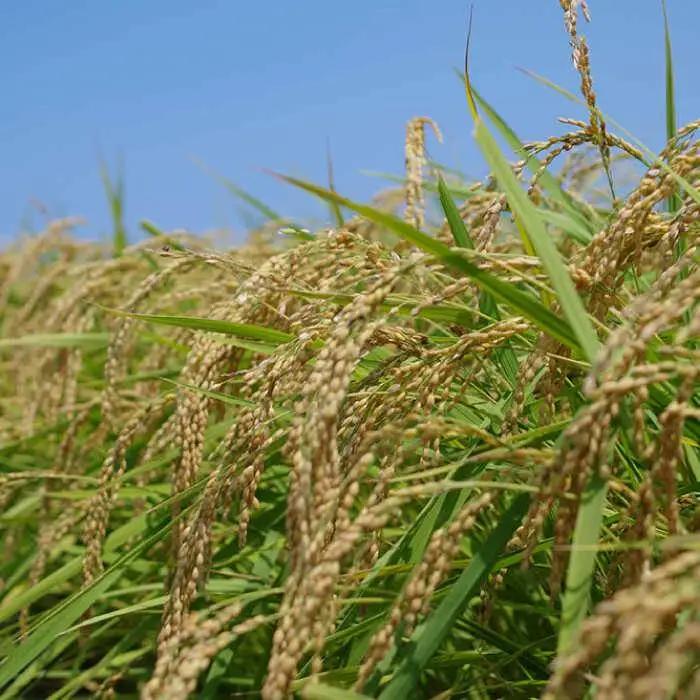 福吉産 ・ 山つき の 減農薬米 3品種 セット（ ヒノヒカリ 、 夢つくし 、 コシヒカリ）《糸島》【二丈赤米産直センター】米/減農薬/コシヒカリ/夢つくし/ヒノヒカリ [ABB024]