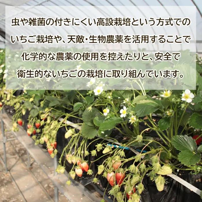 【先行予約】鳥取県産いちご かおりの 15粒（ギフト箱入）【イチゴ 苺 フルーツ 果物 かおりの かおり野 大粒 減農薬栽培 ギフト プレゼント 季節限定 先行予約】