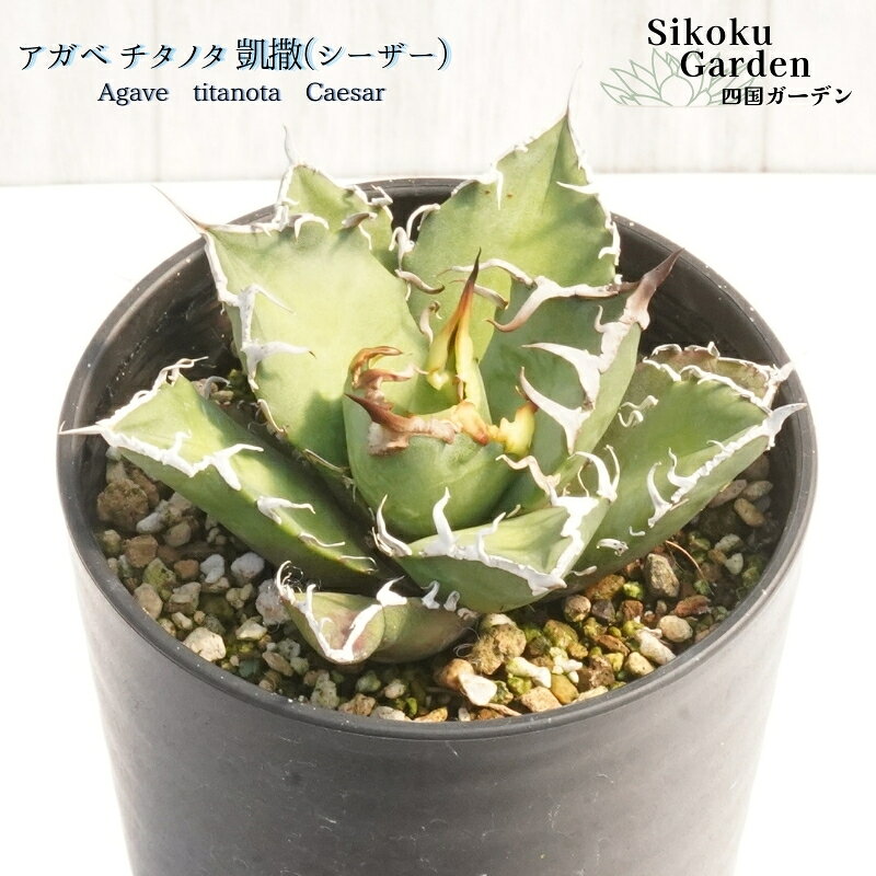 【ふるさと納税】アガベ・チタノタ 「凱撒（シーザー）」 3.5号鉢 四国ガーデン 人気 多肉植物 インテリア 観葉植物 グリーン リラックス | B447