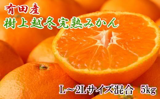 【濃厚・まろやか】有田産樹上越冬完熟みかん5kg（L～2Lサイズ混合・秀品）