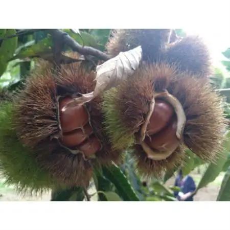 茨城県産 海老澤農園の氷温貯蔵栗使用 栗ペースト 計600g(300g×2袋)【配送不可地域：離島・沖縄県】【1745650】