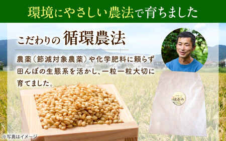【令和7年産】 はるみ 玄米5kg 【Junkan農園】 米 お米 精米 玄米 はるみ 令和7年産[BDBF003-1]