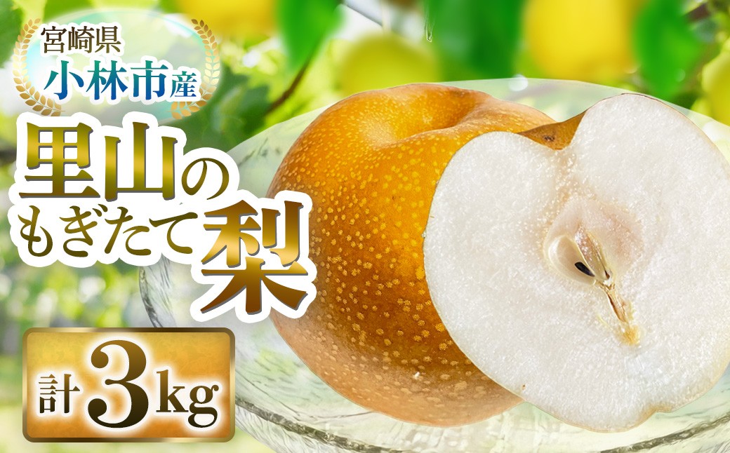
                  【産直もぎたて】里山のもぎたて梨 3kg程度（フルーツ 果物 くだもの 旬 梨 数量限定 期間限定）
                