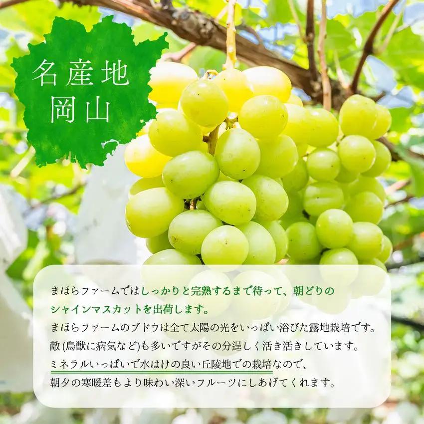 ＜2026年発送分 先行予約＞9月～10月発送シャインマスカット1kg箱【029-a011】