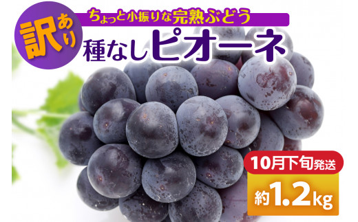 【2026年10月下旬発送】 【訳あり】ぶどう ピオーネ 種なし 1.2kg 程度（小振り・2房）