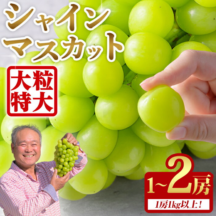 【ふるさと納税】≪先行予約受付中！≫シャインマスカット 大サイズ 1房～2房(1房1kg以上) 選べる容量 フルーツ 果物 くだもの マスカット ぶどう ブドウ 葡萄 大粒 特大【いとうブドウ園】tm539・tm540