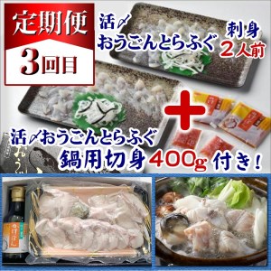 【F8-002】【全3回定期便】活〆おうごんとらふぐ刺身2人前セット　3回目鍋用切身400g付（ふぐ フグ とらふぐ トラフグ ふぐ刺し フグ刺し ふぐ鍋 フグ鍋 養殖ふぐ 養殖フグ 養殖とらふぐ 養