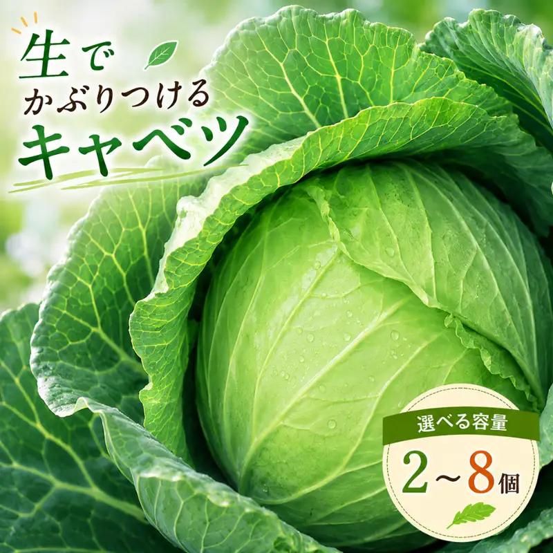 【2026年出荷分先行予約】富士山キャベツ　9kg