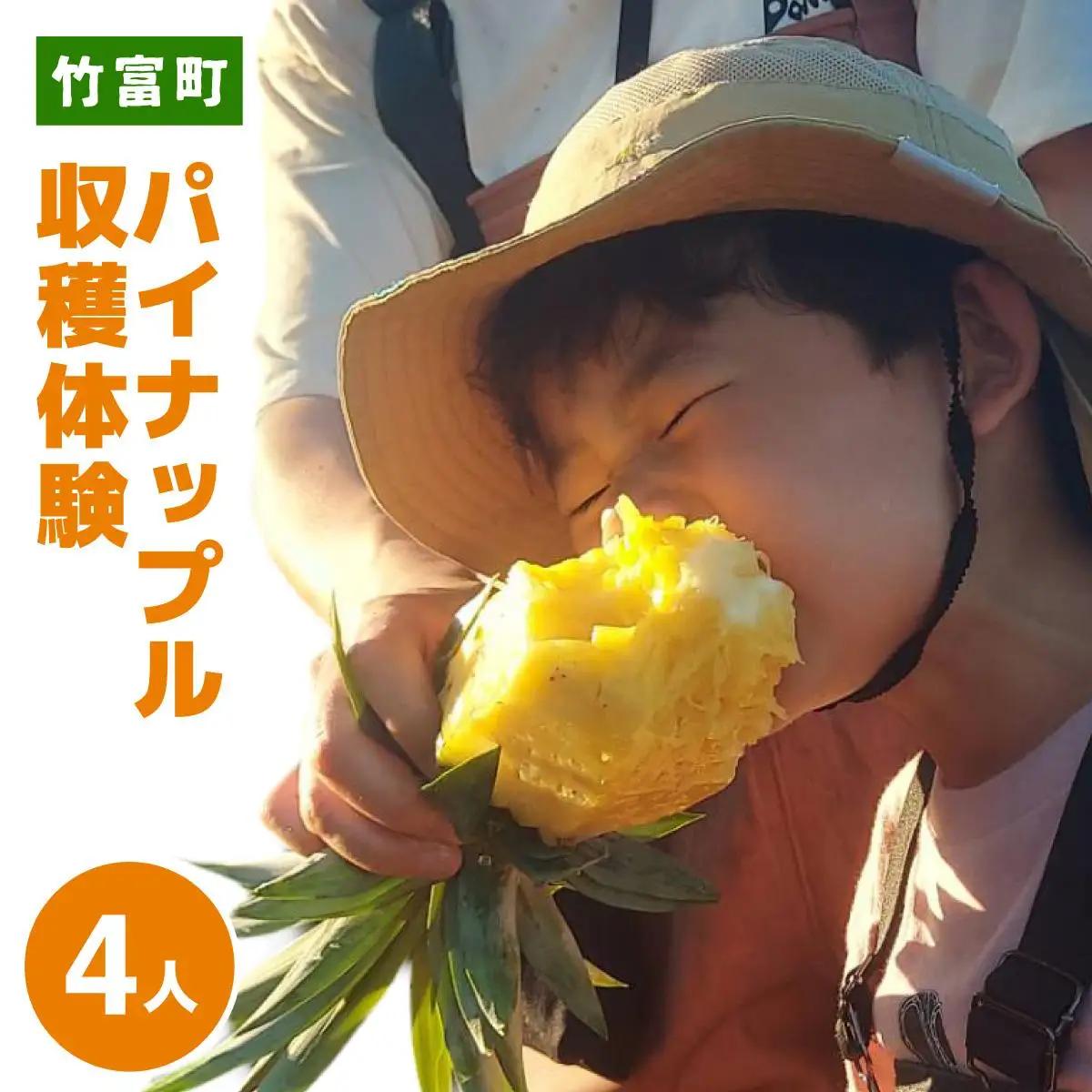 パイナップル収穫体験【4名】爽やかな朝日を浴びた中での開催♪（4月25日～6月15日開催）