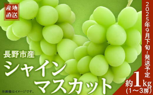 
            J0514 長野市産 シャインマスカット1kg【2025年9月以降出荷分】（矢島農園）フルーツ ぶどう 葡萄 ブドウ 果物 人気 種なし 新鮮 期間限定 令和7年 2025年発送 おすすめ 産地 お届け 長野市 長野県
          