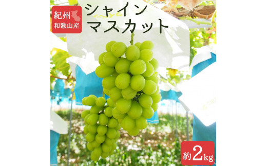 
シャインマスカット 約2kg　紀州和歌山産【2025年8月下旬以降発送予定】【UT78】
