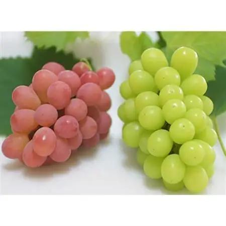 【2026年発送】サンシャインレッド＆シャインマスカット 贅沢2色食べ比べ 計1kg 【農福連携】【配送不可地域：離島】【1690334】